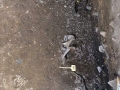 441-webP1050808