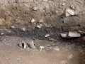 443-webP1050806