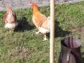 429-webP098