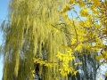 897-webP1050133