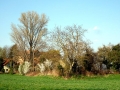 898-webP1050151